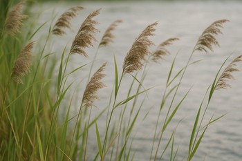 Reed line bending slightly in the wind along a carp margin