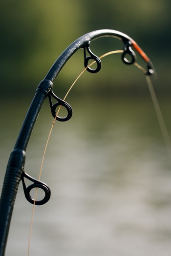 Feeder rod tip bending gently against a muted treeline in the background