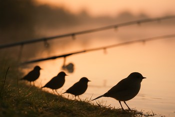 Distant treeline over water with birds crossing the pale dawn sky